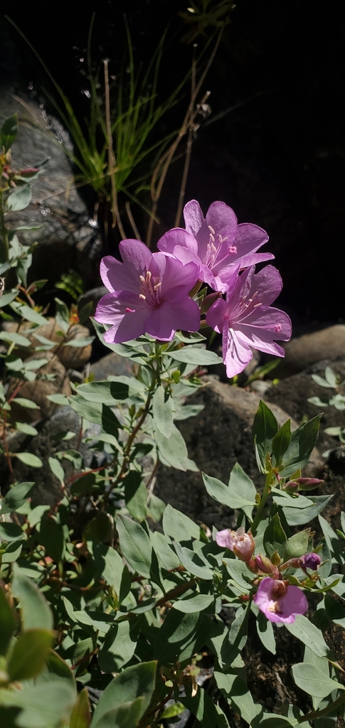 Epilobium rigidum (Siskiyou mountains willowherb), native California subshrub