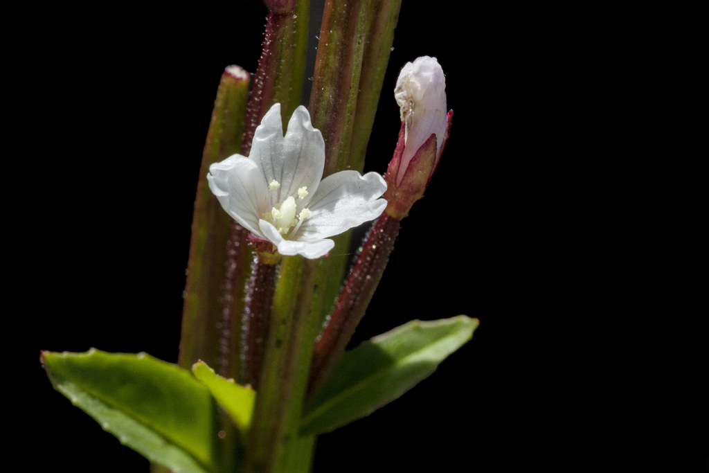 Epilobium saximontanum (Glandular willowherb), native California herb