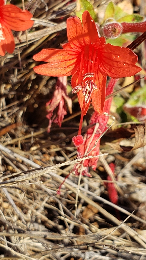 Epilobium septentrionale (Humboldt county fuchsia), native California herb