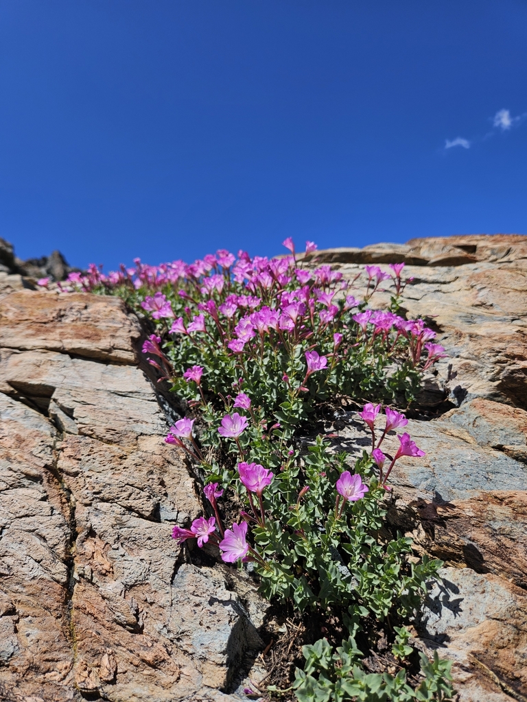 Epilobium siskiyouense (Siskiyou fireweed), native California subshrub
