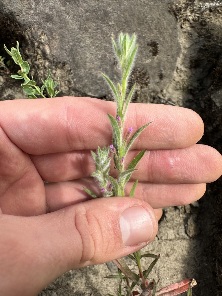 Epilobium torreyi (Narrow boisduvalia), native California herb