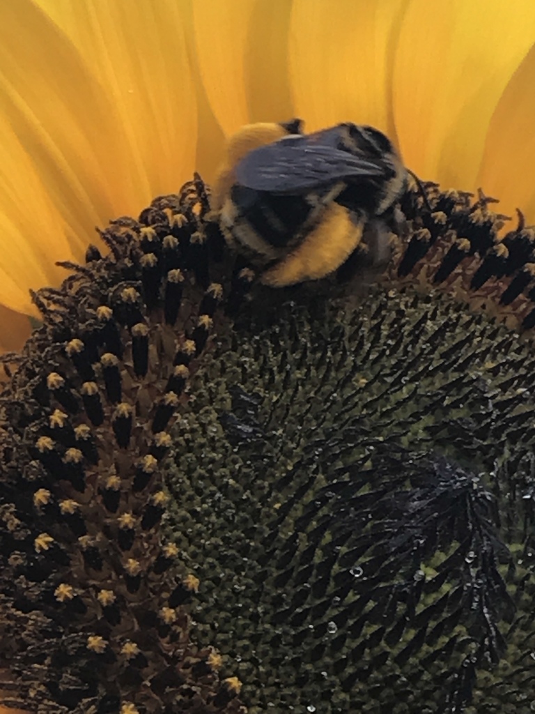 Epimelissodes obliquus (Oblique Longhorn Bee), California species