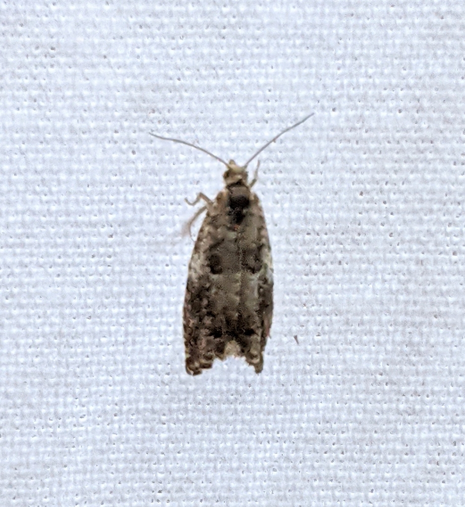 Epinotia albangulana, California species
