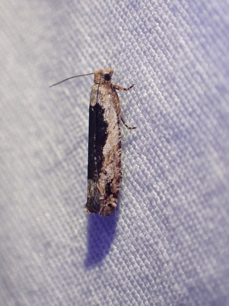 Epinotia emarginana, California species