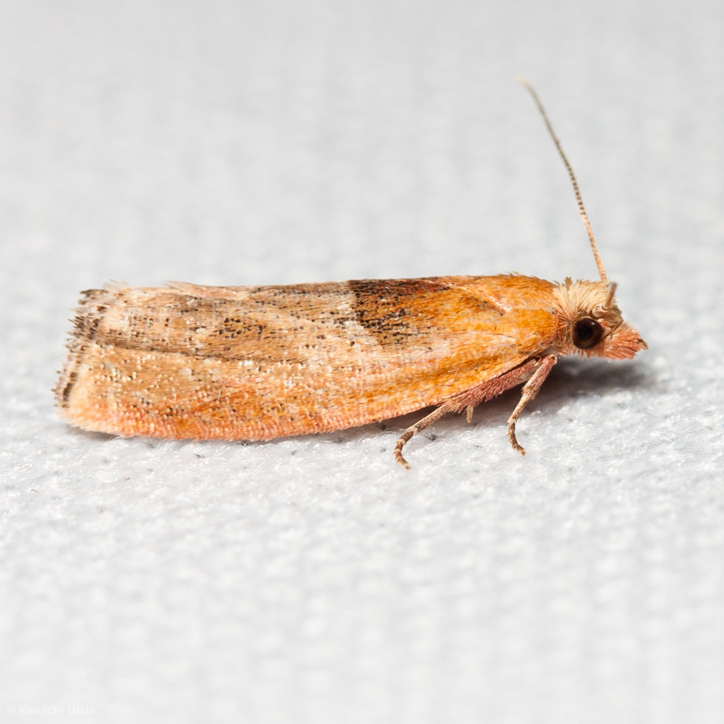 Epinotia johnsonana (Johnson’s Epinotia), California species
