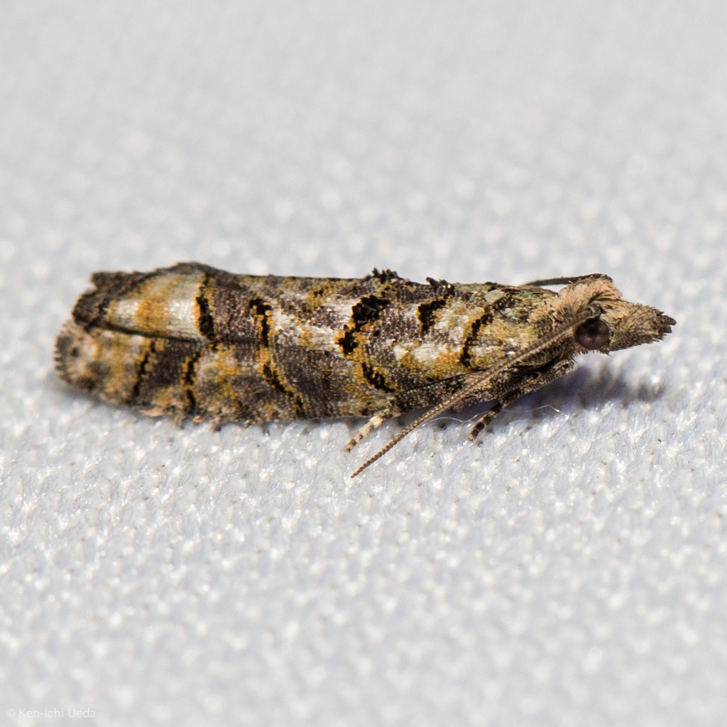 Epinotia subviridis, California species