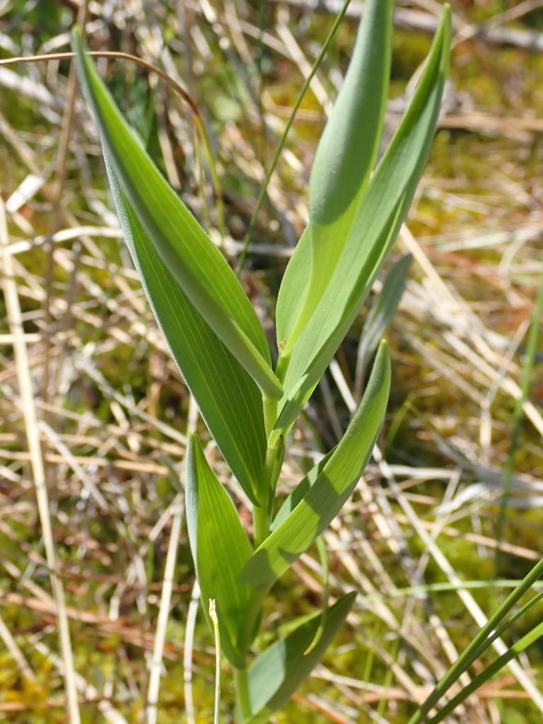 Epipactis gigantea (Stream orchid), native California herb
