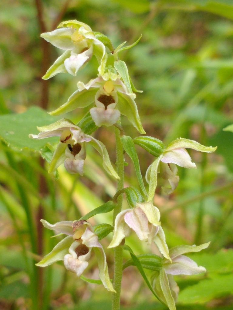 Epipactis helleborine (Broad-leaved helleborine), non-native California herb