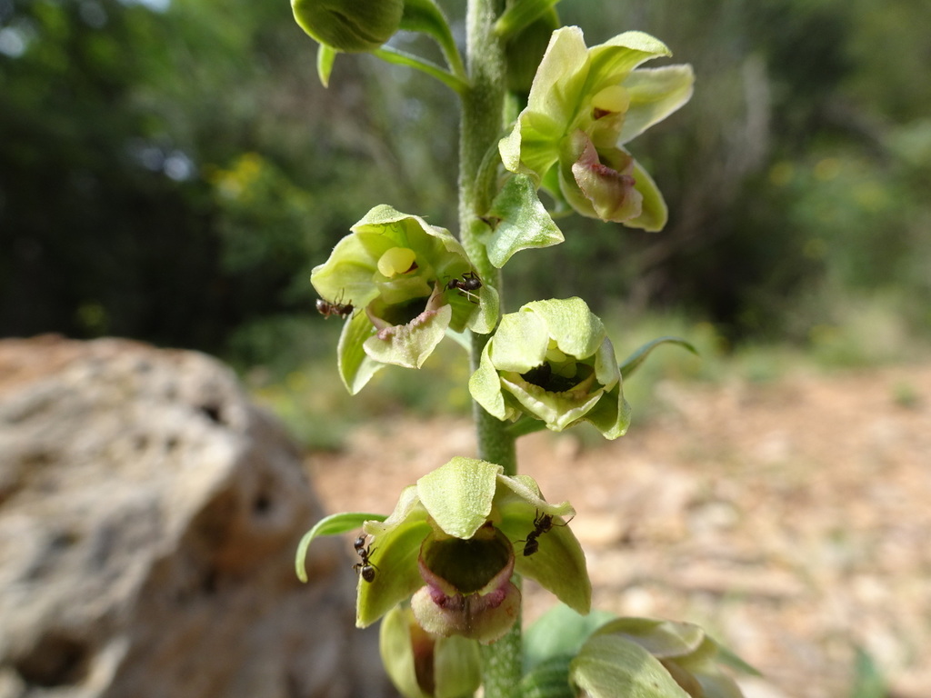 Epipactis sp., non-native California perennial