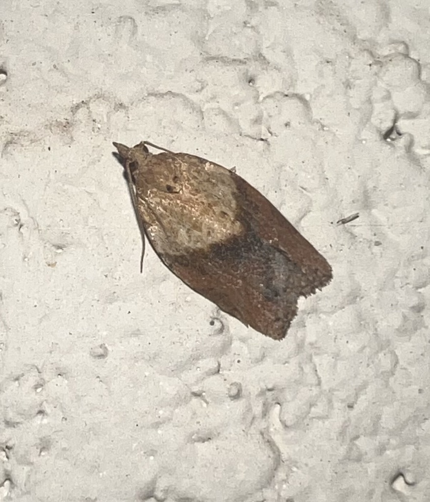 Epiphyas postvittana (Light Brown Apple Moth), California species