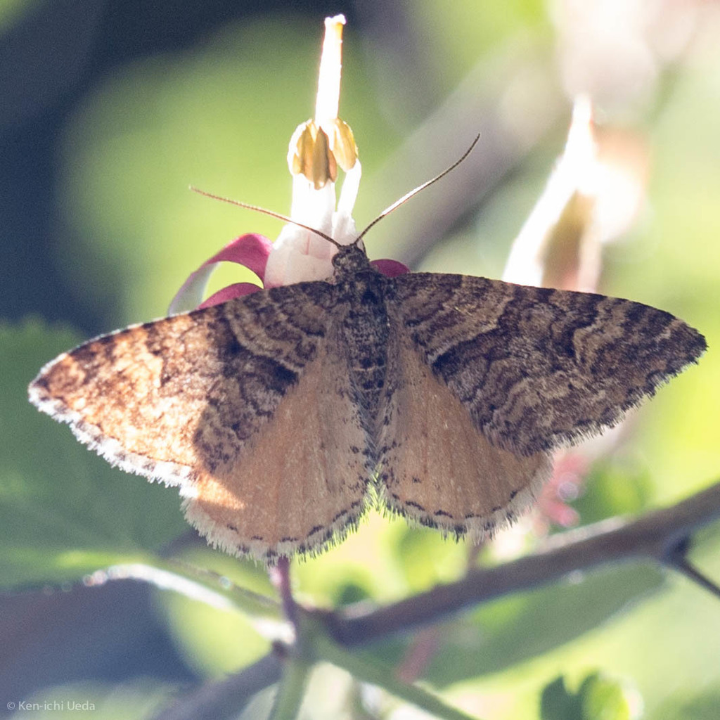 Epirrhoe plebeculata, California species