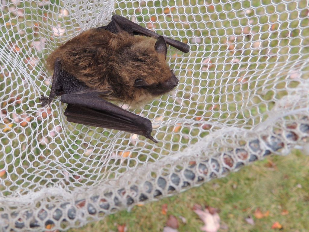 Eptesicus fuscus (Big Brown Bat), California species
