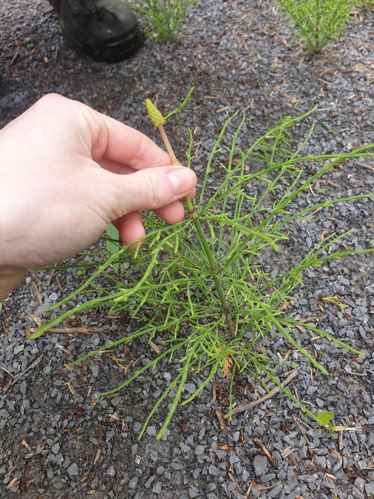 Equisetum arvense (Common horsetail), native California herb