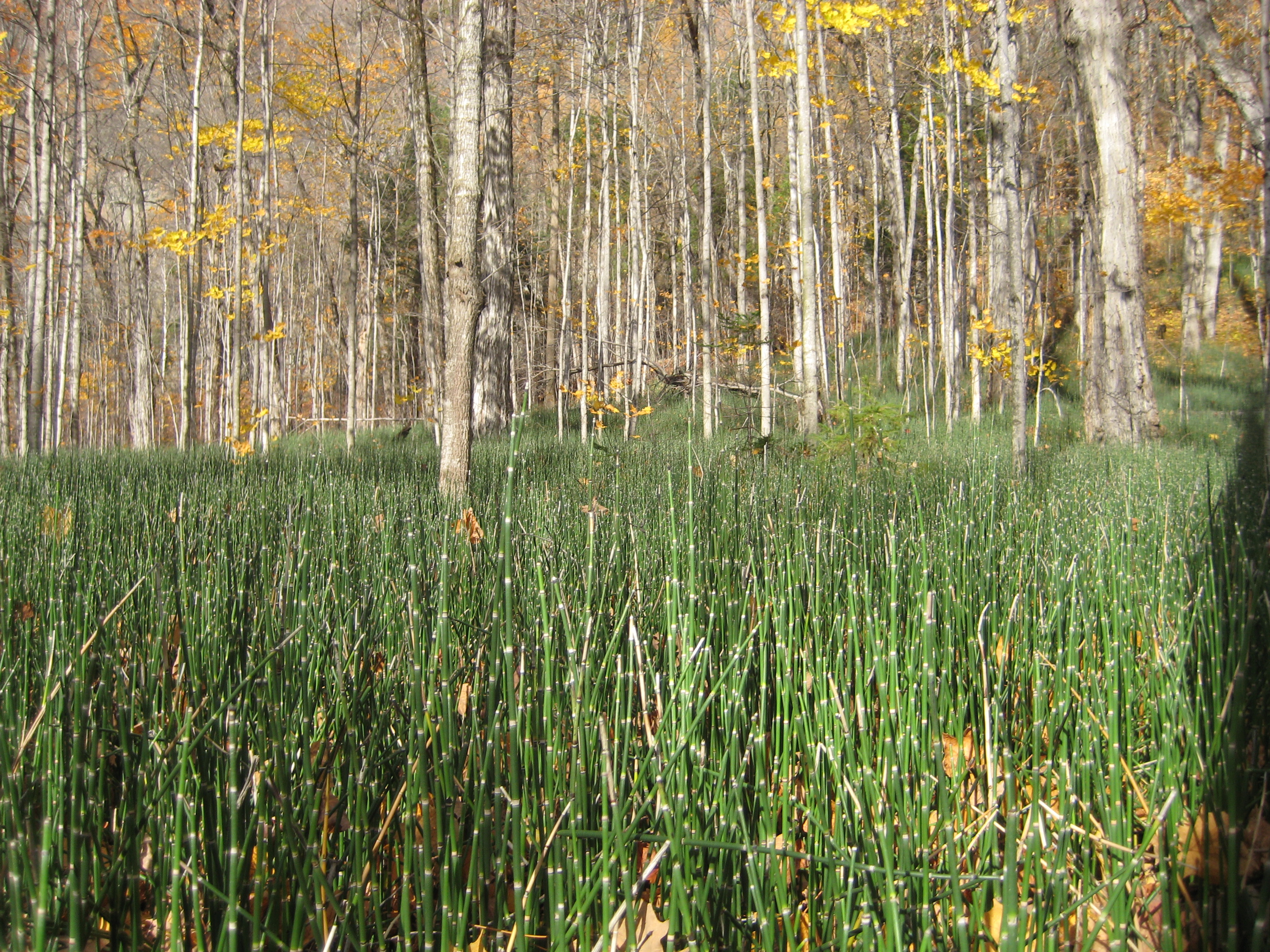 Equisetum hyemale subsp. affine (Common scouring rush), native California herb