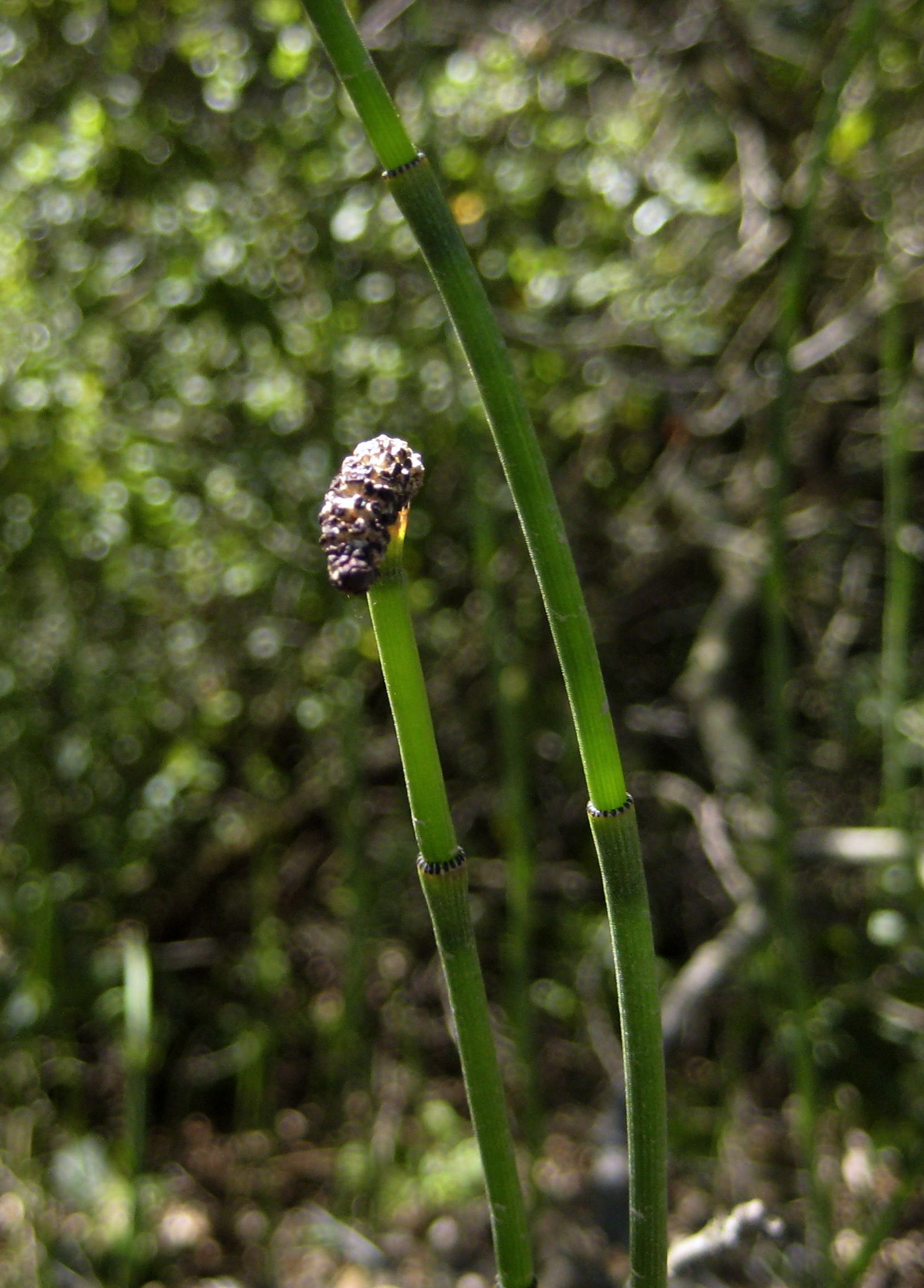 Equisetum laevigatum (Smooth scouring rush), native California herb