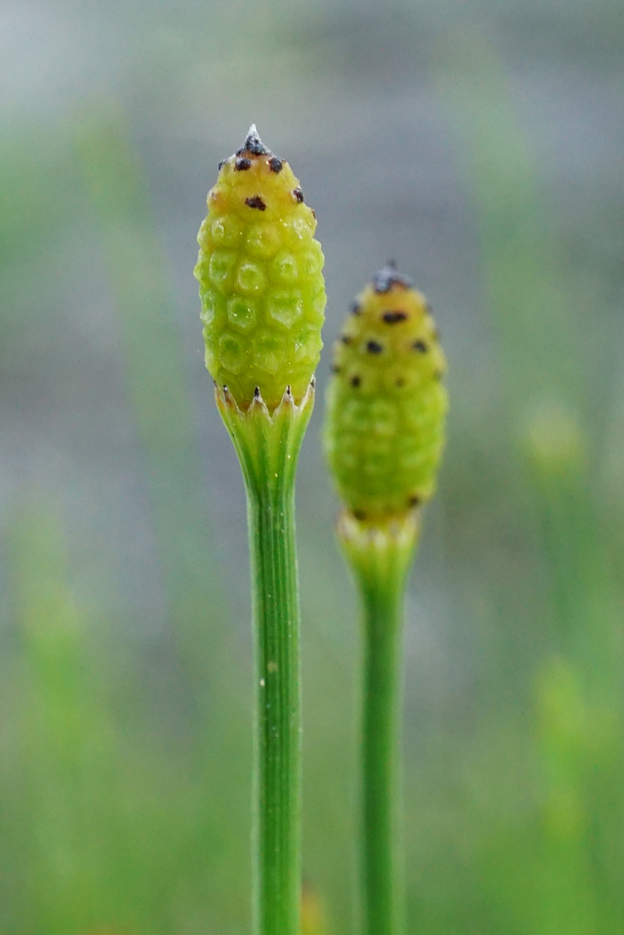 Equisetum sp. (Horsetail), non-native California perennial