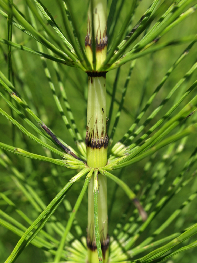 Equisetum telmateia subsp. braunii (Giant horsetail), native California herb
