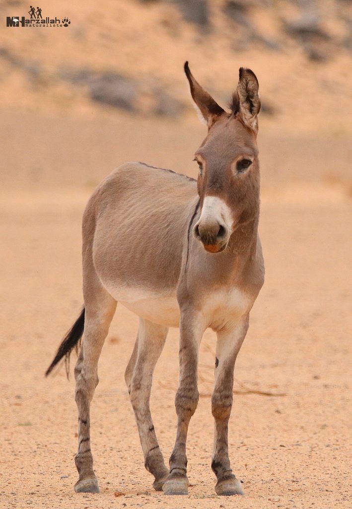 Equus asinus (Wild Ass), California species