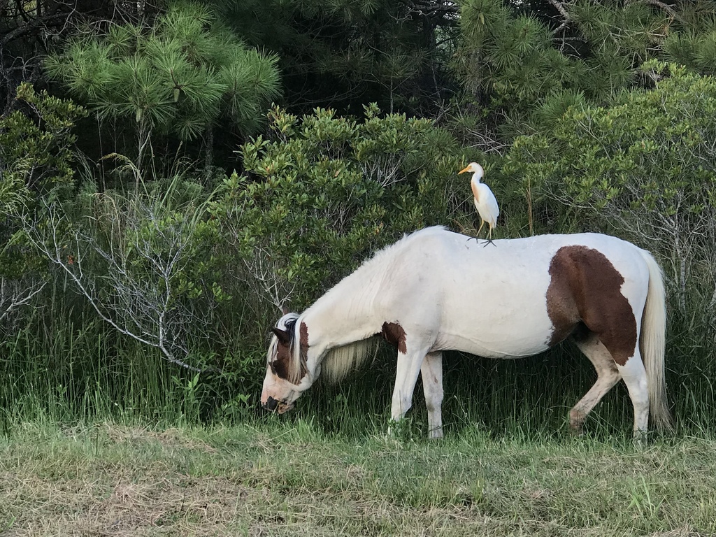 Equus caballus (Horse), California species