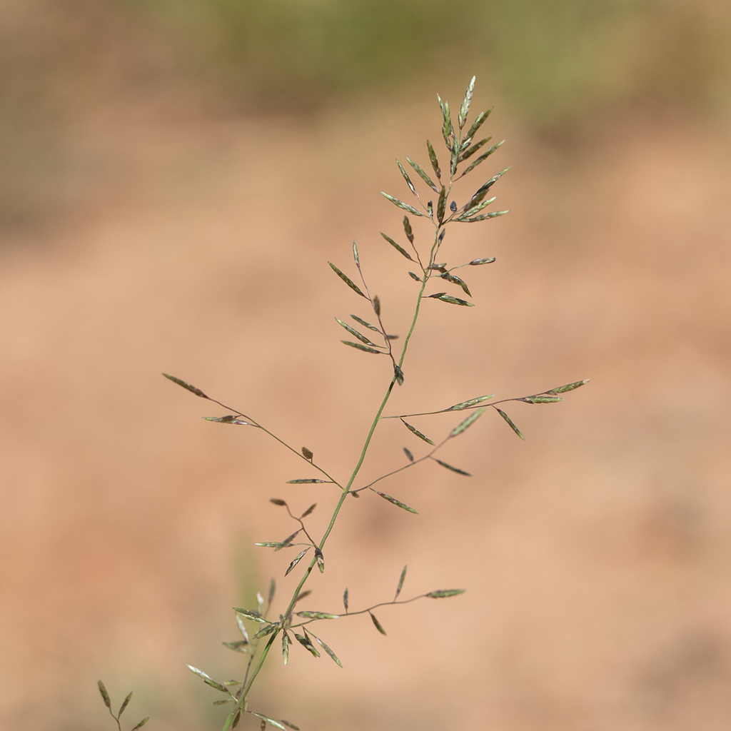 Eragrostis barrelieri (Mediterranean love grass), non-native California grass