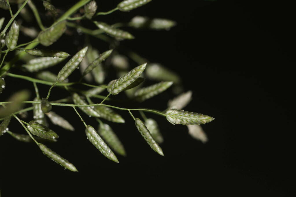 Eragrostis cilianensis (Stink grass), non-native California grass