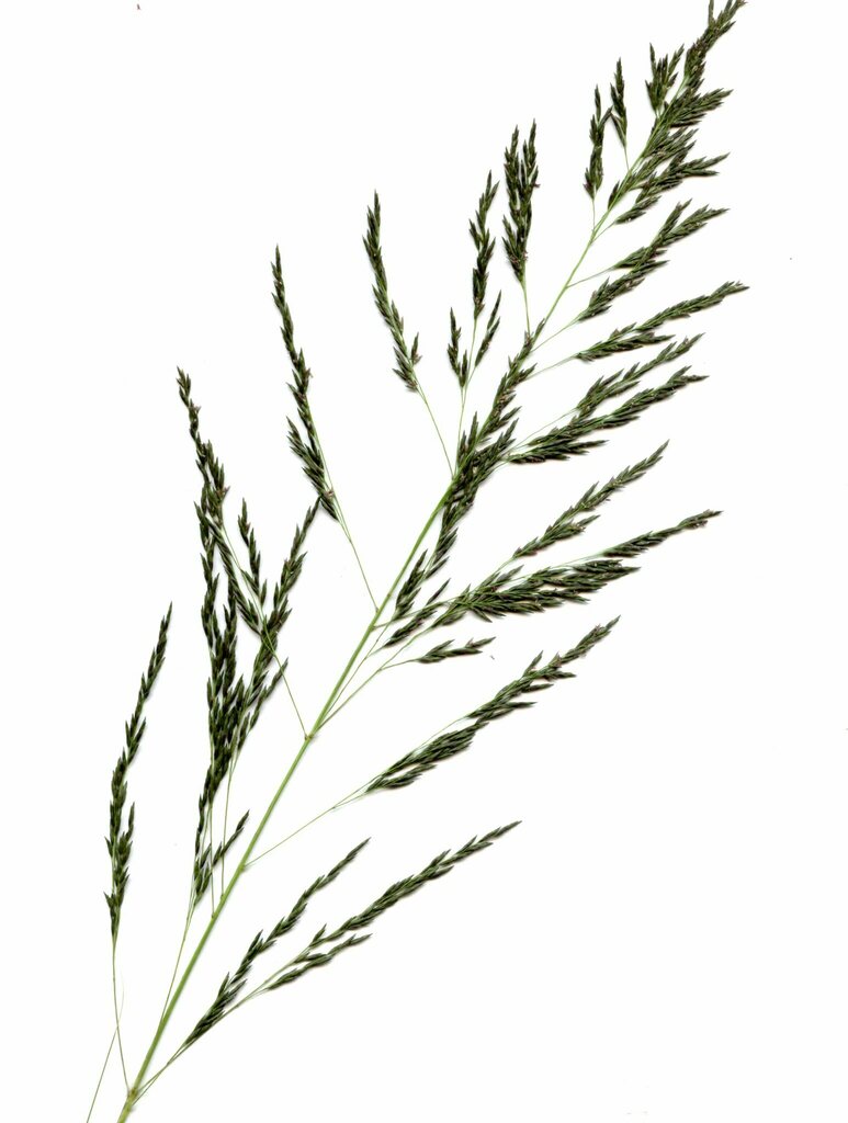 Eragrostis curvula (Weeping love grass), non-native California grass