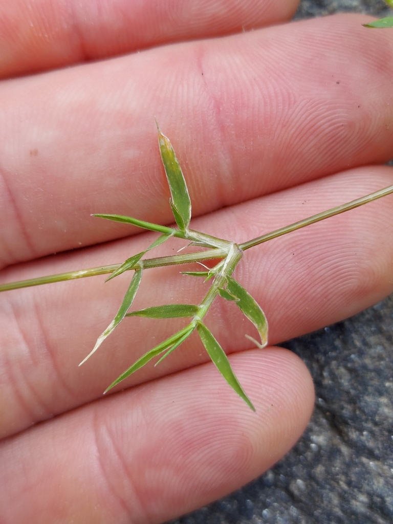 Eragrostis hypnoides (Creeping love grass), native California grass