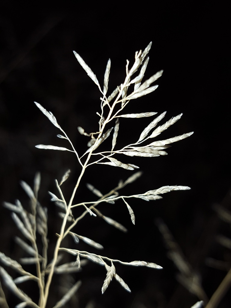 Eragrostis lehmanniana (Lehmann's love grass), non-native California grass
