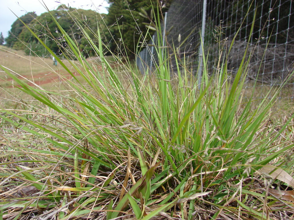 Eragrostis lutescens (Six-weeks love grass), native California grass