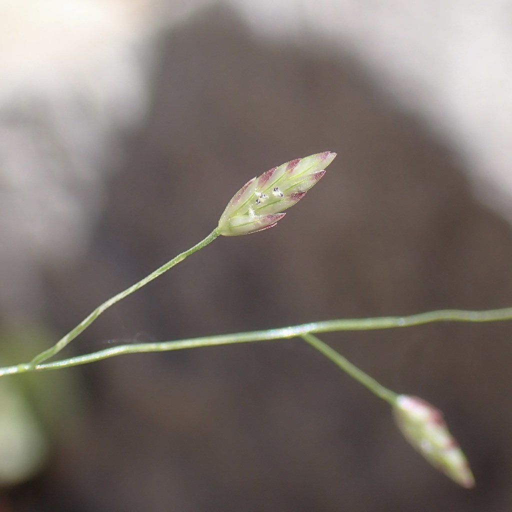 Eragrostis mexicana (Mexican lovegrass), native California grass