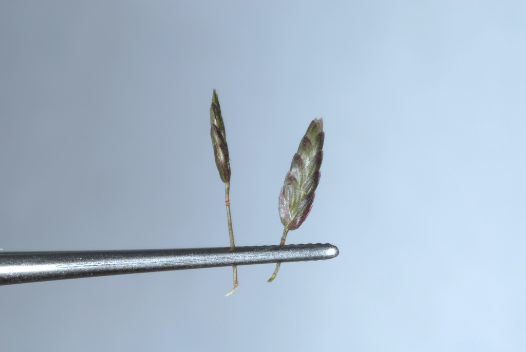 Eragrostis minor (Little love grass), non-native California grass