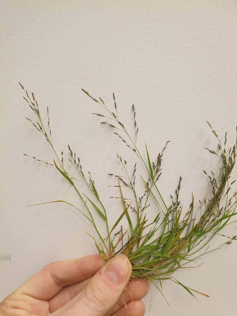 Eragrostis pectinacea — parent species of Eragrostis pectinacea var. pectinacea