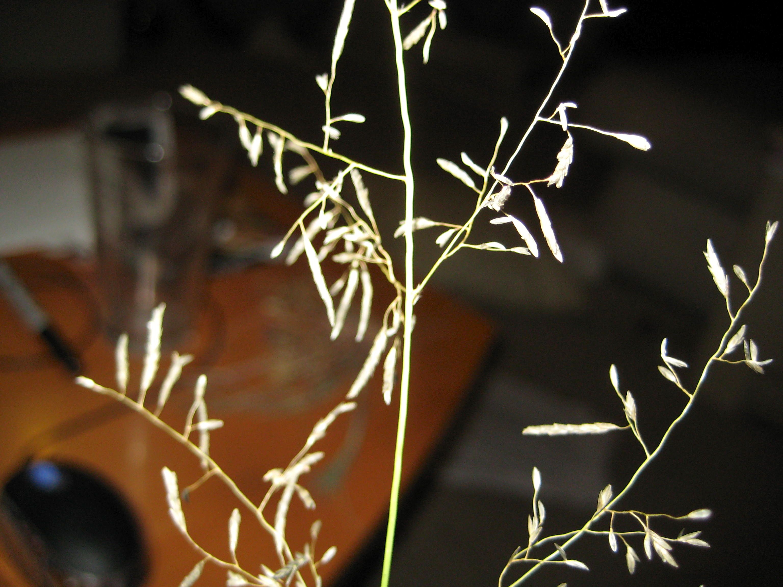 Eragrostis pilosa var. pilosa (Indian lovegrass), native California annual