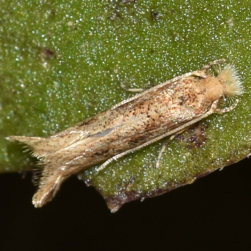 Erechthias minuscula (Caribbean Scavenger Moth), California species