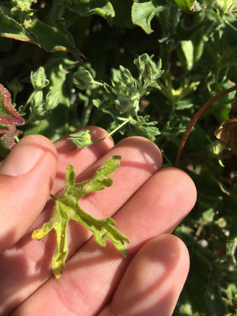Eremalche exilis (White mallow), native California herb