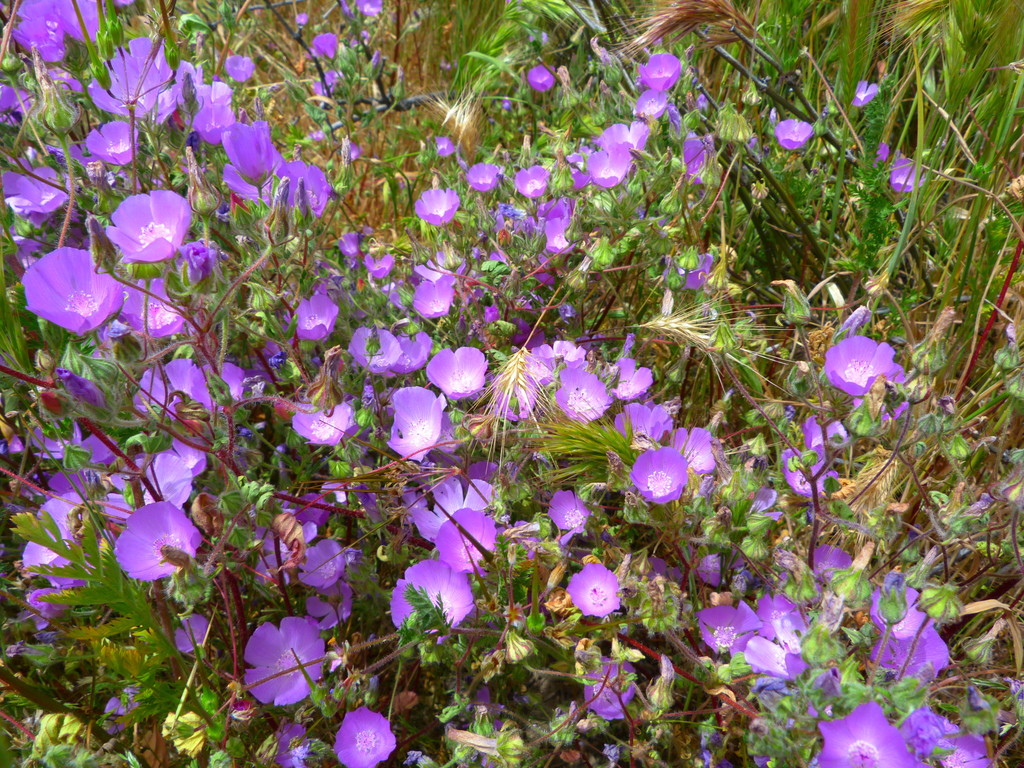 Eremalche parryi — parent species of Eremalche parryi subsp. kernensis