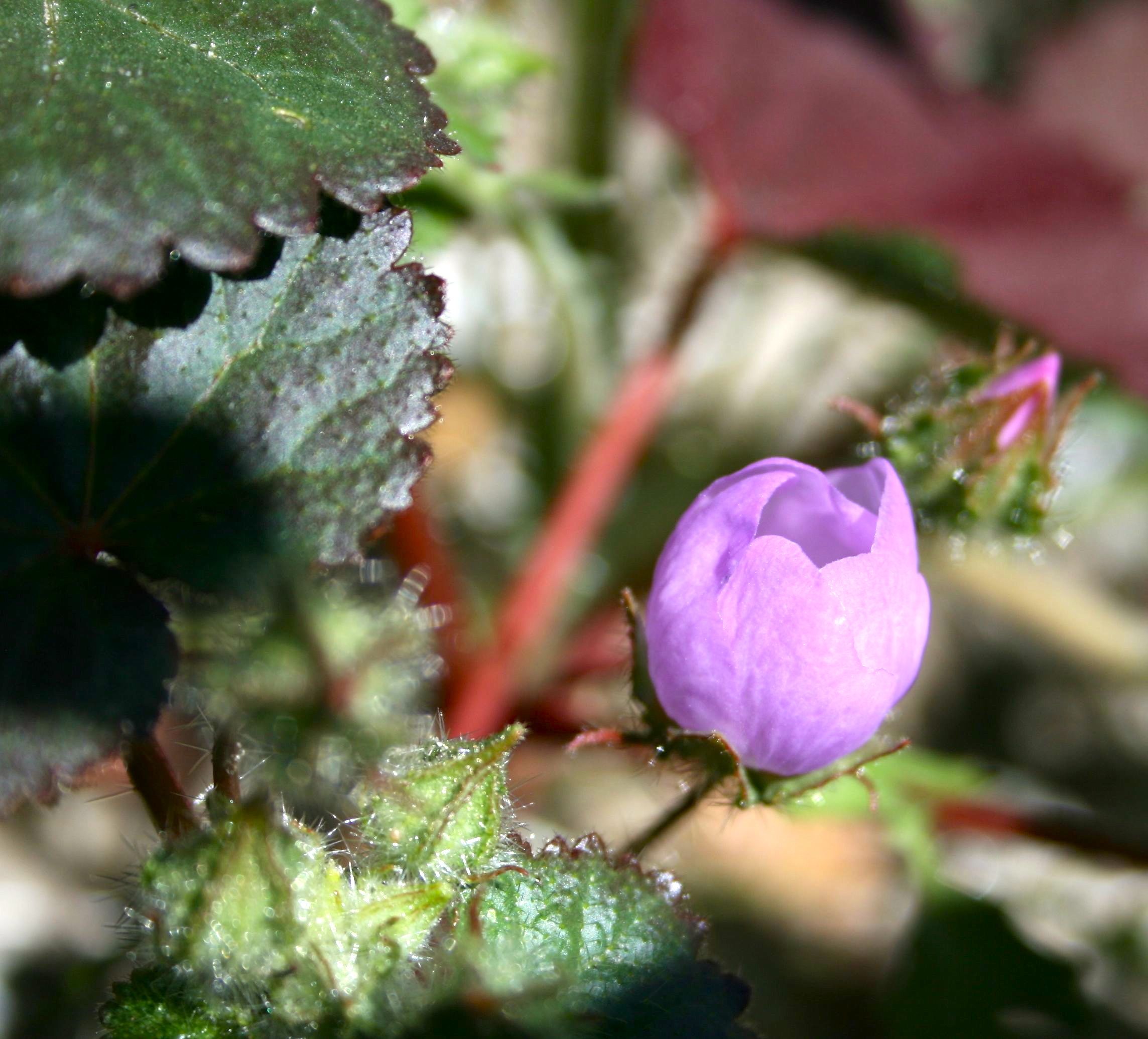 Eremalche rotundifolia (Desert fivespot), native California subshrub