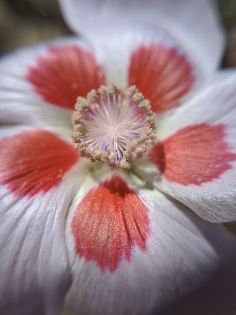 Eremalche sp., native California annual