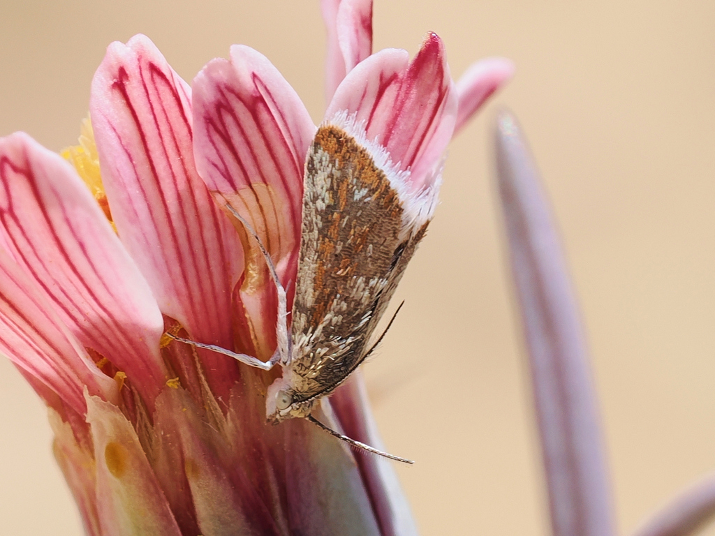 Eremanthe chemsaki, California species