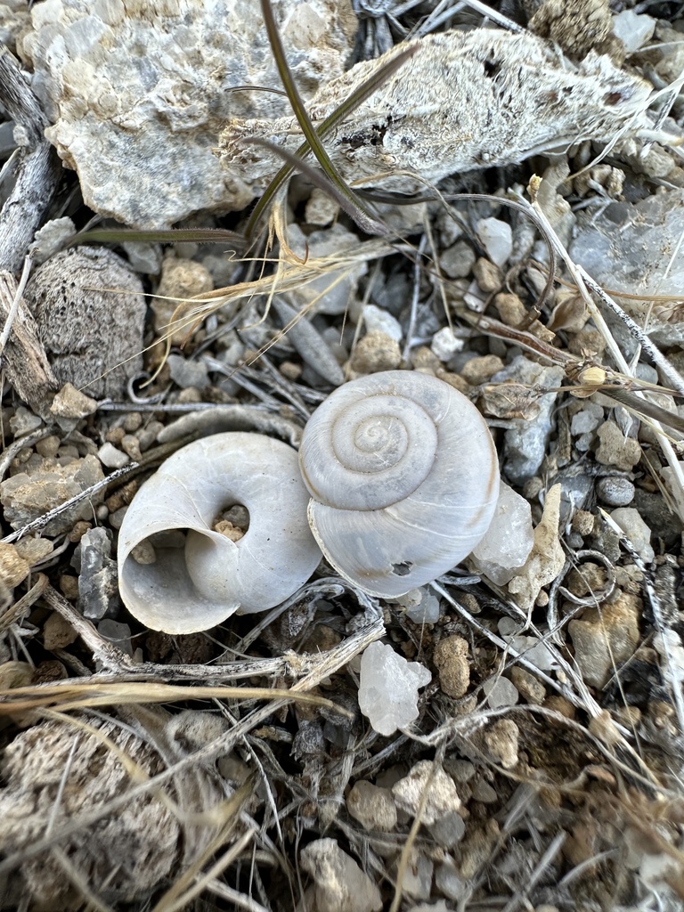 Eremarionta millepalmarum (Thousand Palms Desertsnail), California species