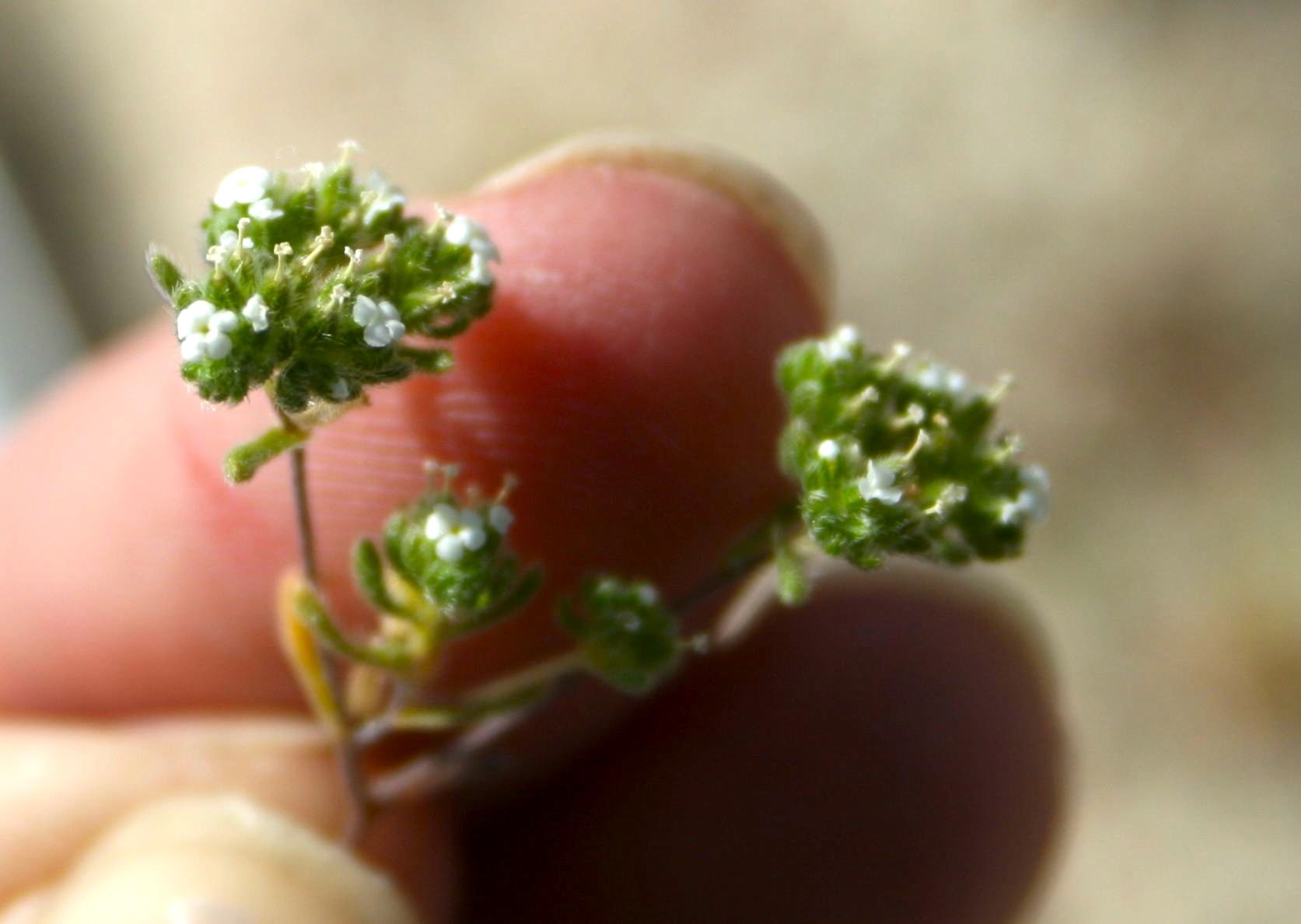 Eremocarya lepida (Mountain red-root), native California annual