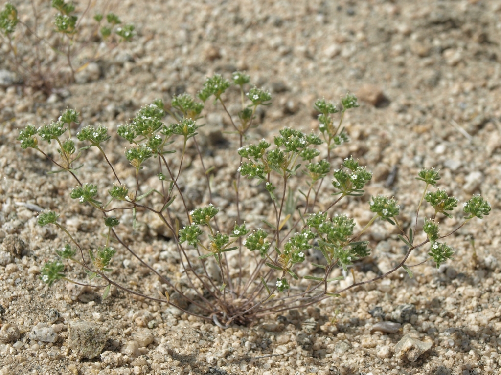 Eremocarya micrantha var. micrantha (Desert red-root), native California herb
