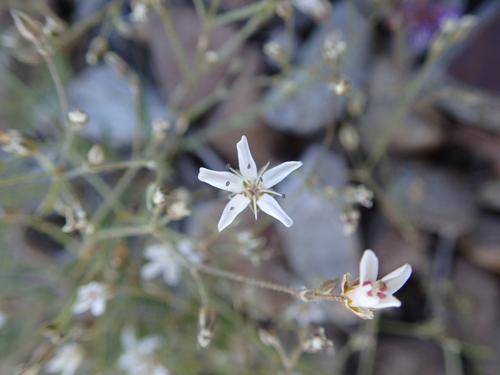 Eremogone aculeata (Prickly sandwort), native California subshrub