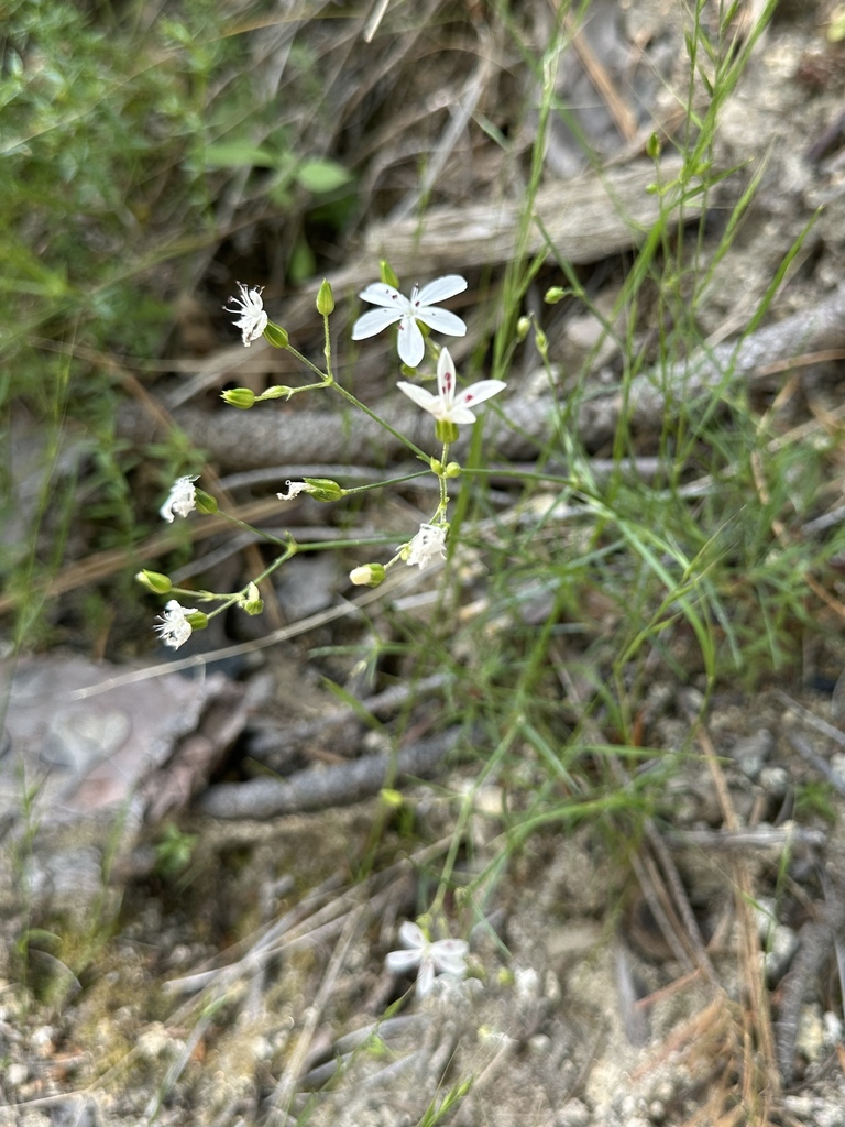 Eremogone cliftonii (Clifton's eremogone), native California herb