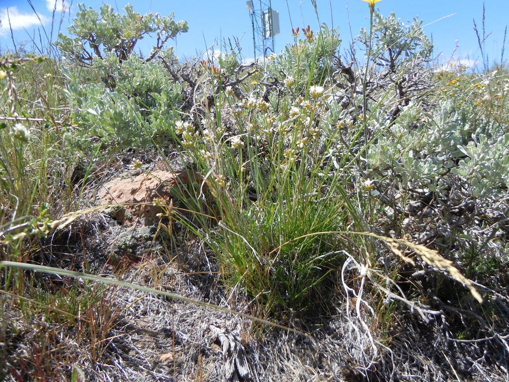 Eremogone congesta var. crassula (Rough sandwort), native California subshrub