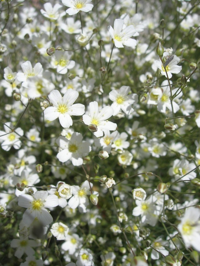 Eremogone ferrisiae (Ferris' sandwort), native California perennial