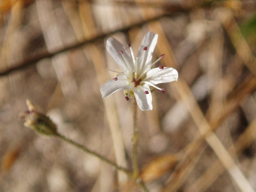 Eremogone kingii var. glabrescens (King's sandwort), native California perennial