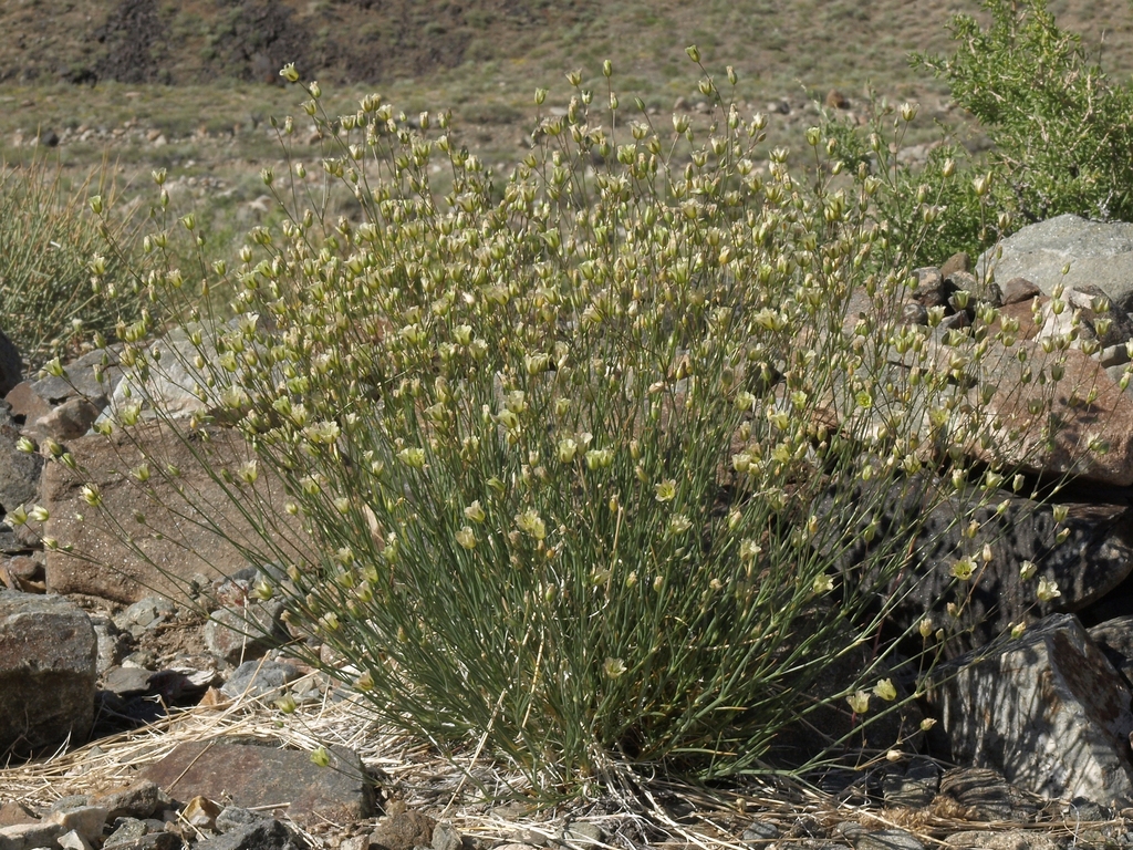 Eremogone macradenia (Mojave or desert sandwort), native California perennial