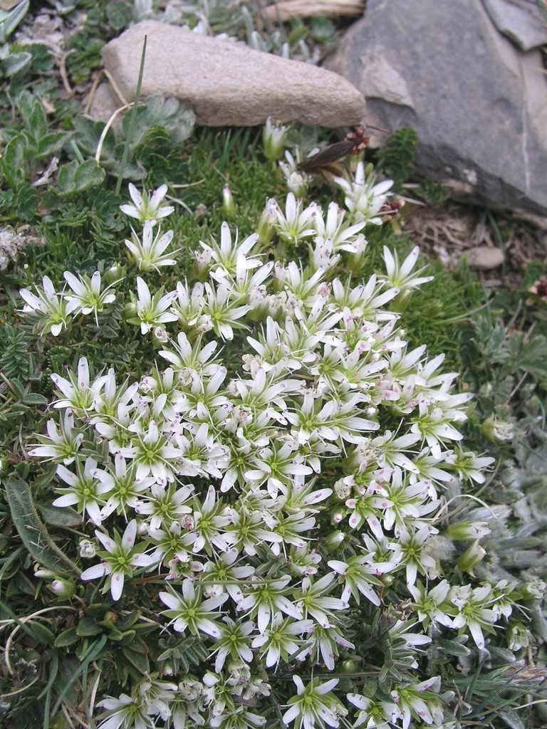 Eremogone sp. (Sandwort), native California perennial