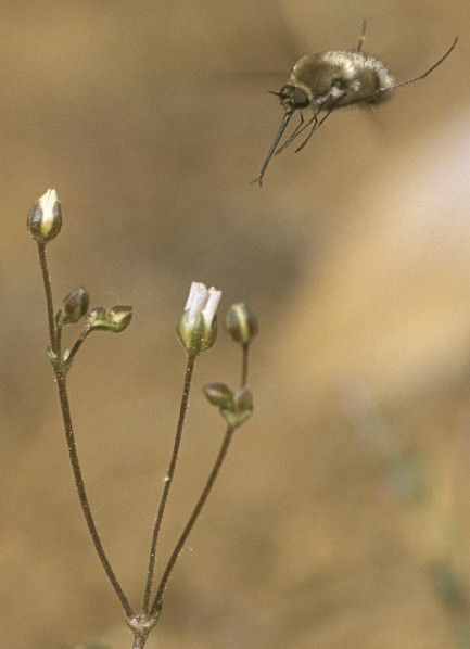 Eremogone ursina (Bear valley sandwort), native California herb